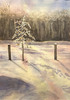 Winter scene with Frosty Pin Oak with trees in background